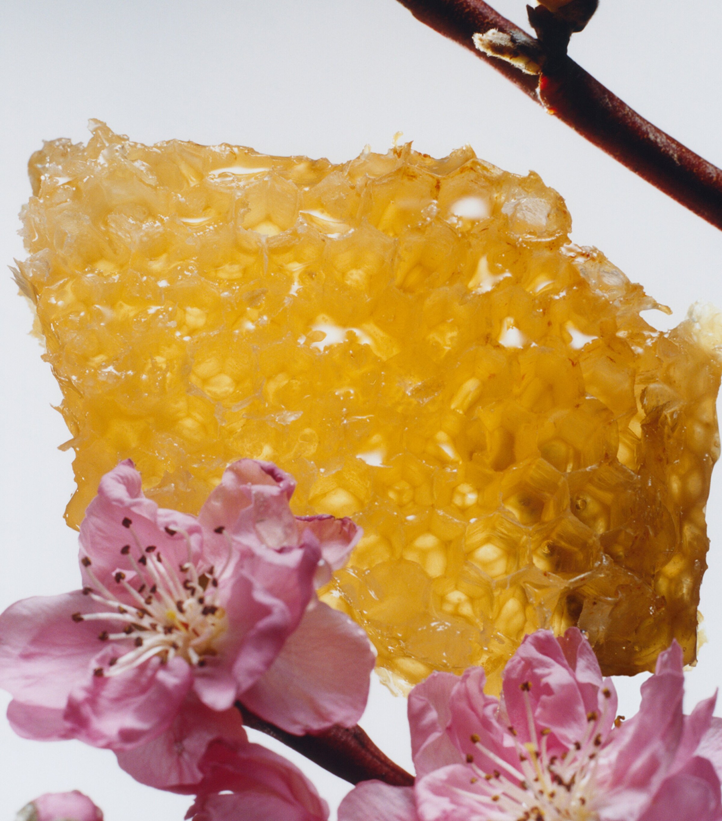 Nectarine Blossom & Honey Cologne 3 Nectarine Blossom & Honey Cologne