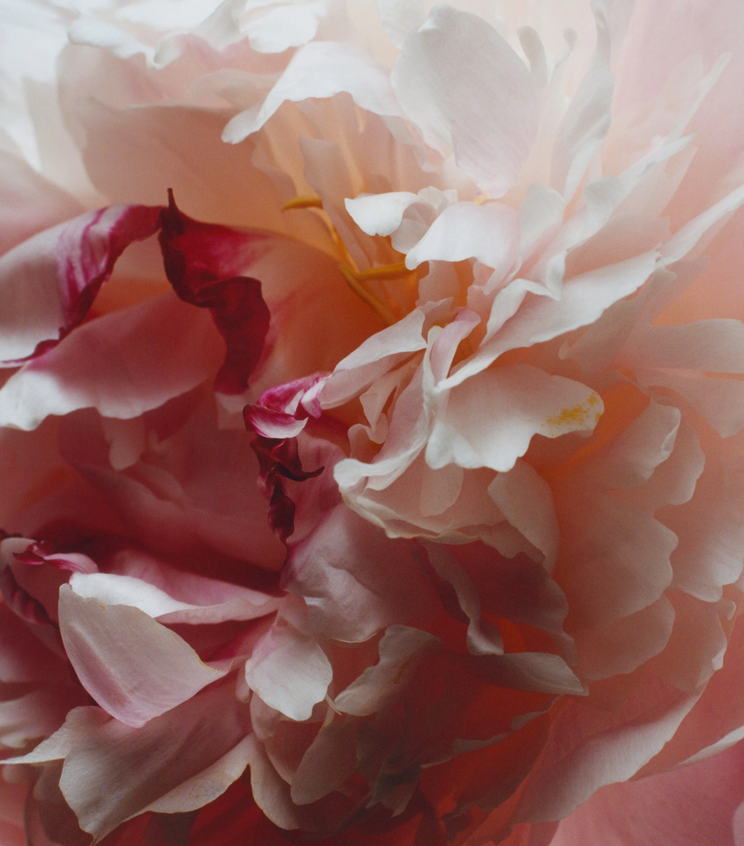 Peony & Blush Suede Room Spray (100ml) 3 Peony & Blush Suede Room Spray (100ml)